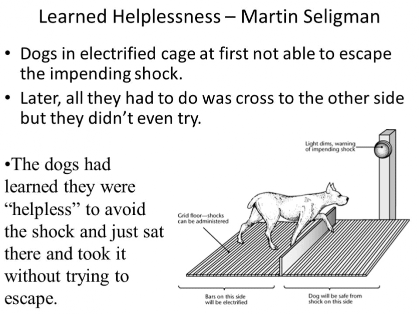 Learned helplessness shock experiment in dogs