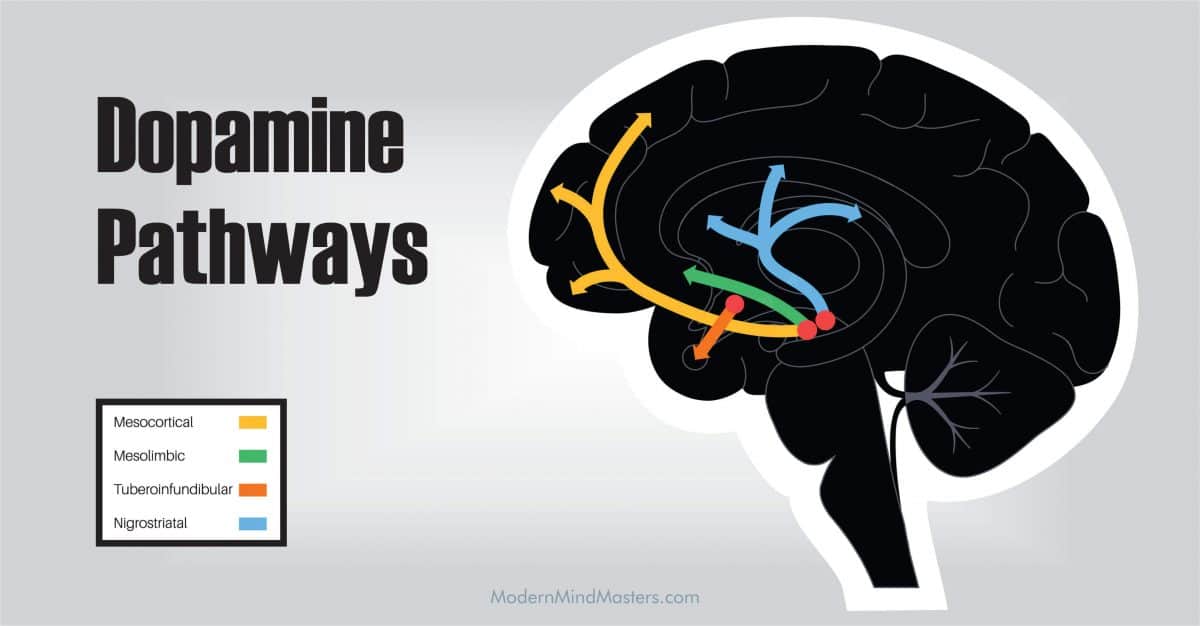 Dopamine pathways in the brain