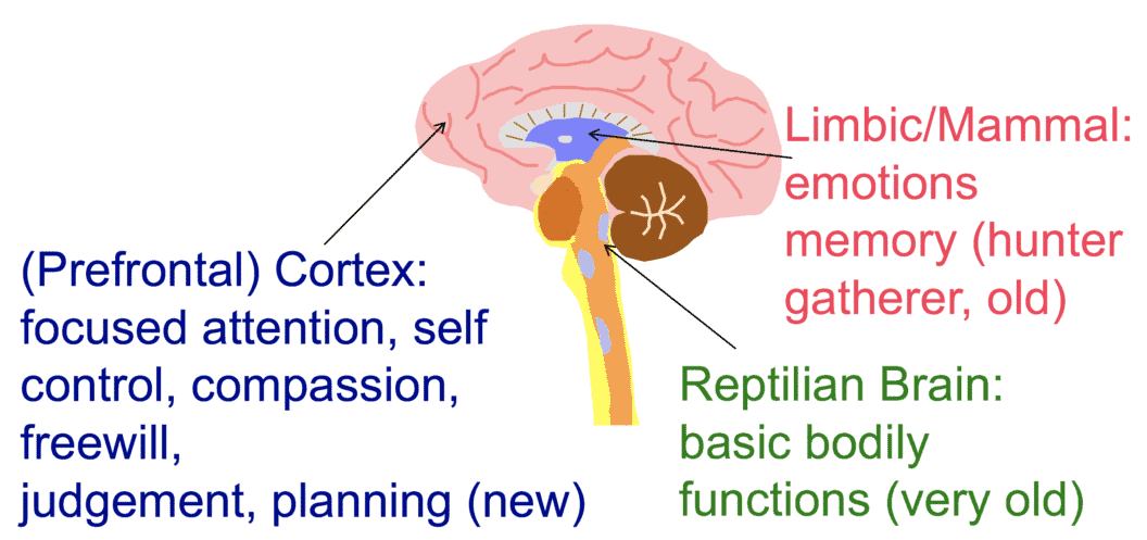 Conscious and subconscious parts of the brain