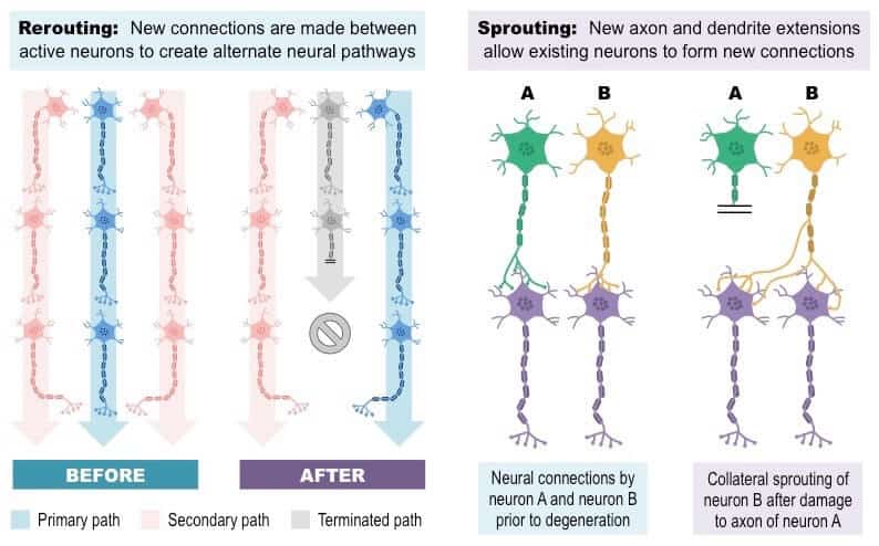 neuroplasticity - how the brain changes