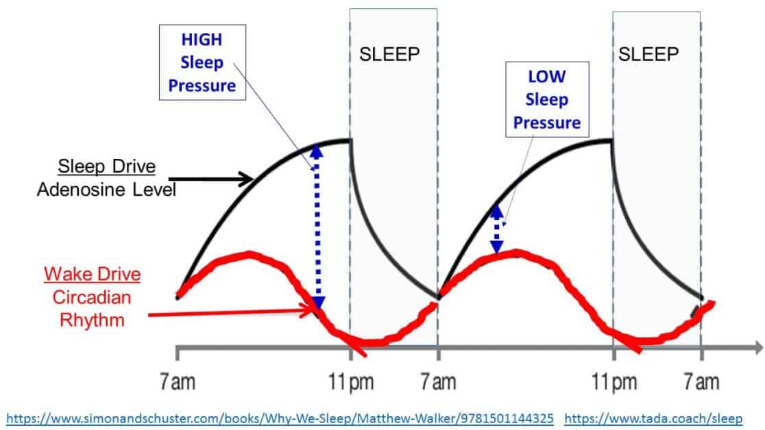 Adenosine, melatonin and sleep pressure