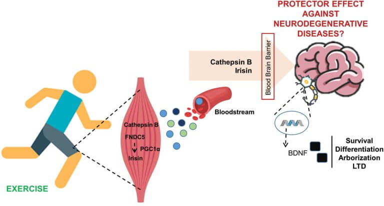 The effect of exercise on BDNF