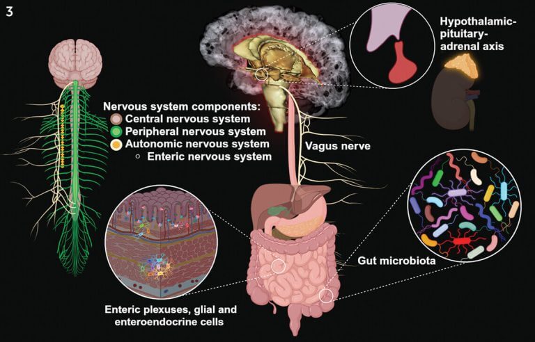 The Brain and Gut Connection through the Vagus Nerve