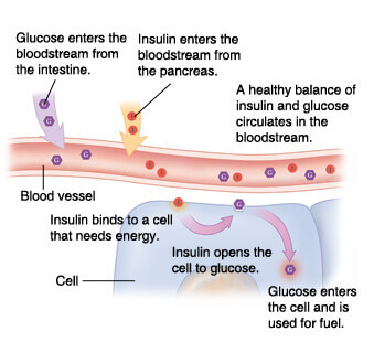 insulin 1 1